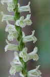 Greenvein ladies tresses